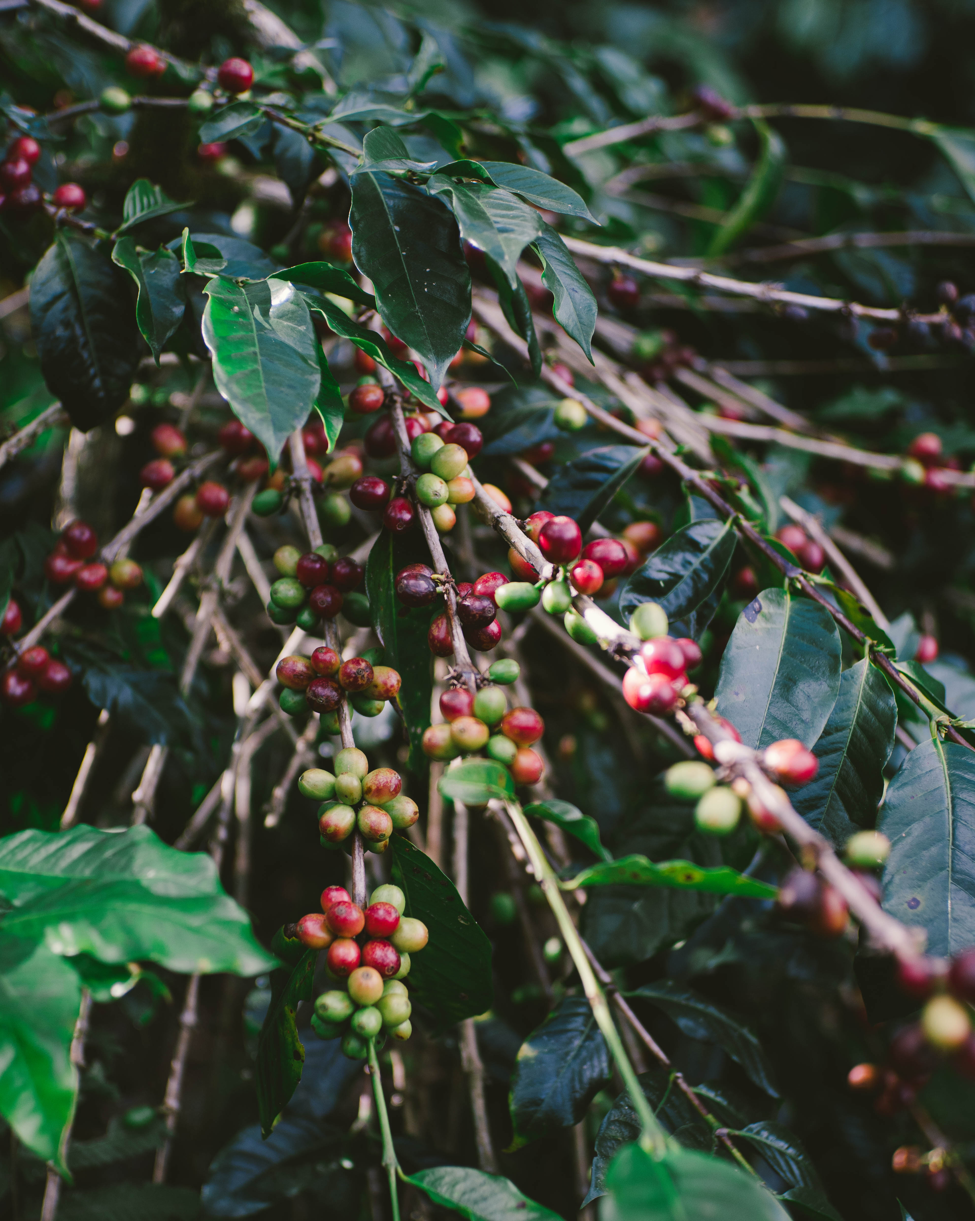 Kopi adalah hasil dari tanah, cuaca dan Waktu, dan sesuatu yang tumbuh tidak pernah 100% Sama
